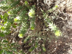 Cullumia setosa