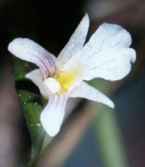 Ionopsis satyrioides