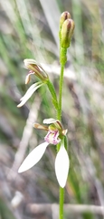 Eriochilus dilatatus