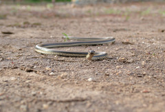 Wallaceophis gujaratensis