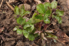 Sanicula rubriflora