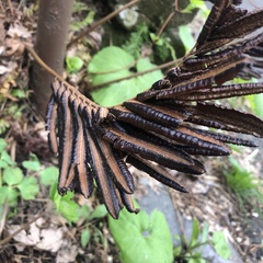 Onocleaceae