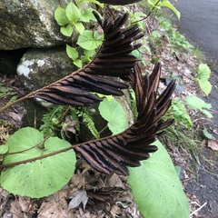Onocleaceae