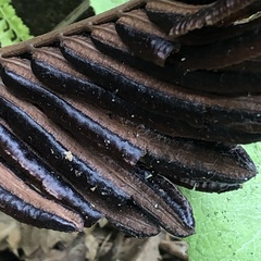 Onocleaceae