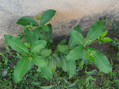 Rauvolfia tetraphylla
