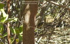 Pachycephala lanioides