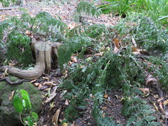 Asplenium × lucrosum