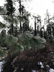 Pinus monticola