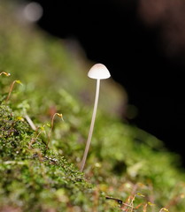 Mycena austrofilopes