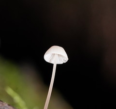 Mycena austrofilopes