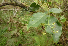 Euonymus oxyphyllus