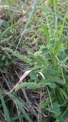 Basilicum polystachyon