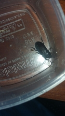 Uloma tenebrionoides