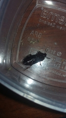 Uloma tenebrionoides