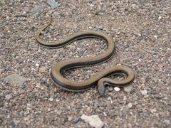 Wallaceophis gujaratensis