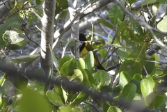 Pachycephala melanura