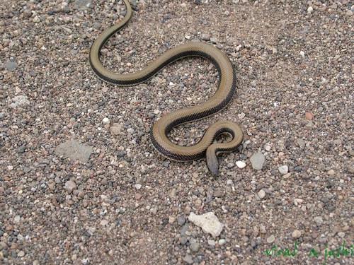 Wallace's striped snake