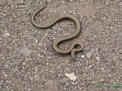 Wallaceophis gujaratensis