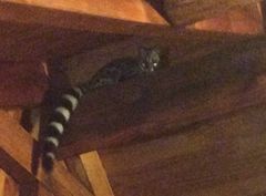 Genetta tigrina tigrina