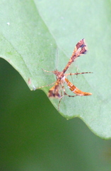 Xyroptila oenophanes