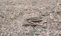 Wallaceophis gujaratensis