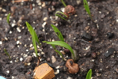 Fritillaria latifolia