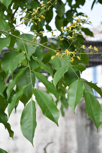 Pterocarpus indicus