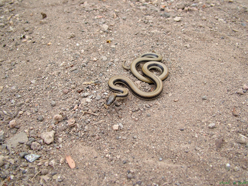 Wallace's striped snake