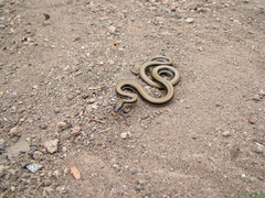 Wallaceophis gujaratensis
