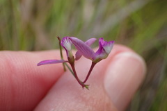 Polygala nematocaulis