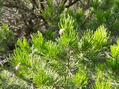 Pinus remota