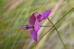 Polygala nematocaulis