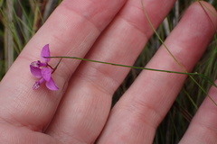 Polygala nematocaulis