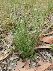Olearia lanuginosa