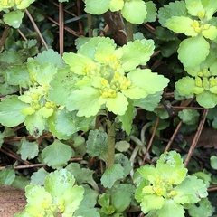 Chrysosplenium grayanum