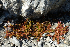 Epilobium rubro-marginatum