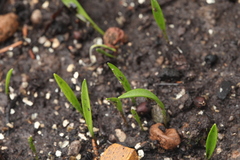 Fritillaria latifolia