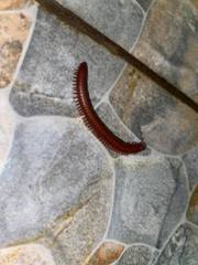 Trigoniulus corallinus