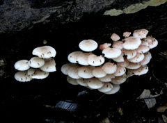 Filoboletus