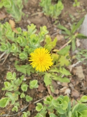 Taraxacum