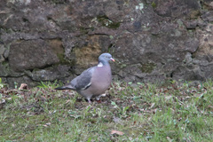 Columba palumbus
