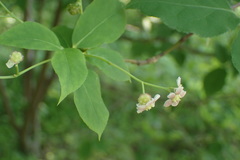 Euonymus oxyphyllus