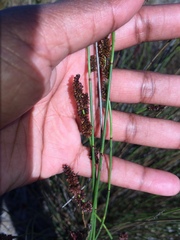 Elegia tectorum