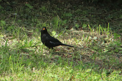 Turdus merula