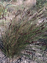 Elegia tectorum