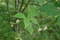 Euonymus oxyphyllus
