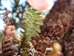 Adenophorus tamariscinus