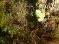 Nudipleura