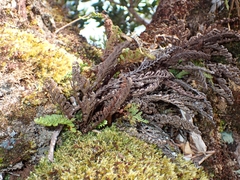 Adenophorus tamariscinus