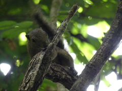 Callosciurus notatus
